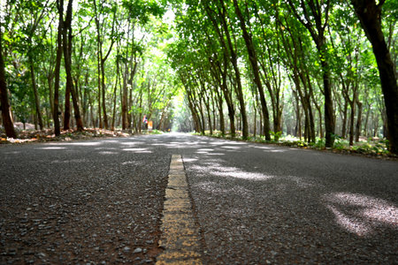 A breathtaking view of a quiet road embraced by towering trees, inviting you to explore the tranquil beauty of nature and enjoy a peaceful journey.の写真素材