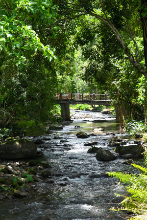 A serene view of a forest stream flowing gently under a wooden bridge, surrounded by vibrant...