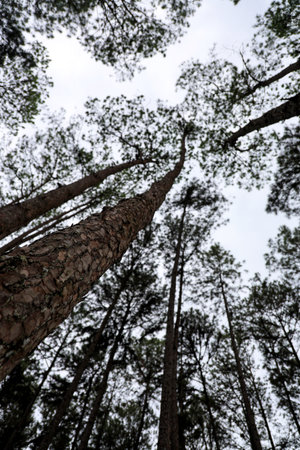 A captivating view of tall trees stretching toward the sky in a dense forest, surrounded by a cloudy...