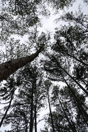 Stunning view of tall trees stretching towards the sky, captured from below. The overcast sky adds a...