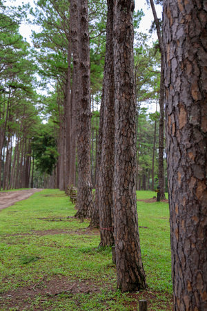 Lush green forest featuring tall pine trees lining a sandy path. A tranquil natural setting with vibrant foliage and sunlight filtering through.の写真素材