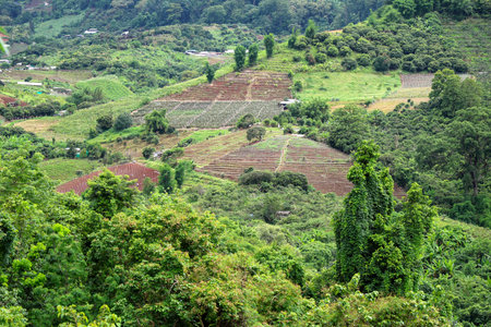 A vibrant agricultural landscape featuring terraced fields and lush greenery, showcasing the beauty...