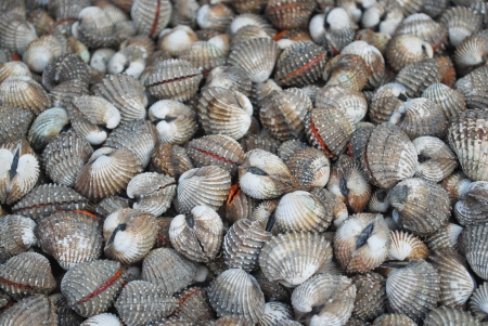cockles