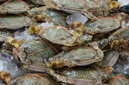 Blues wimming crab with ice in thai marketの写真素材