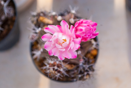 Top view of small cactus with pink flowering cactus selective focus in flowerpot houseplant at the farmの写真素材
