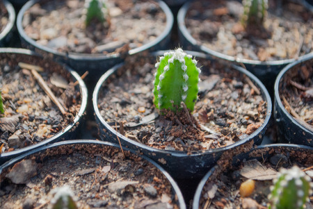 Small green cactus selective focus in flowerpot houseplant at the farmの写真素材