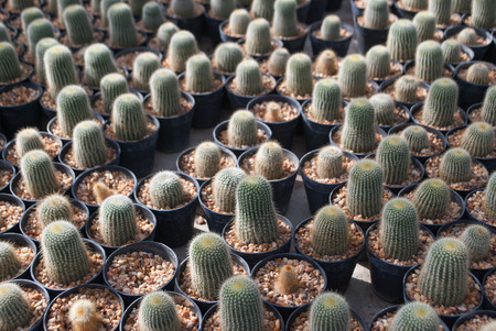 Small green cactus selective focus in flowerpot houseplant at the farm