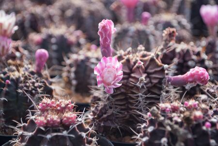 Small cactus with pink flowering cactus selective focus in flowerpot houseplant at the farmの写真素材
