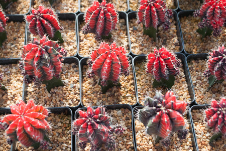 Small red cactus selective focus in flowerpot houseplant at the farmの写真素材