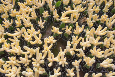 Top view of small yellow cactus selective focus in flowerpot houseplant at the farmの写真素材