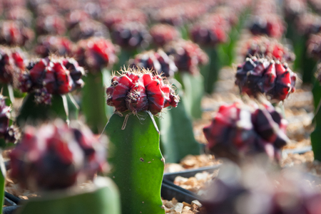 Small red cactus selective focus in flowerpot houseplant at the farmの写真素材