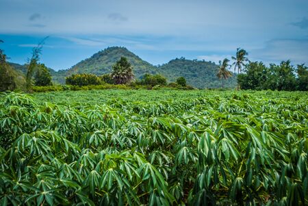 Cassava farm with sky and mountainの写真素材