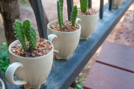Cactus opuntia in cups on railingの写真素材