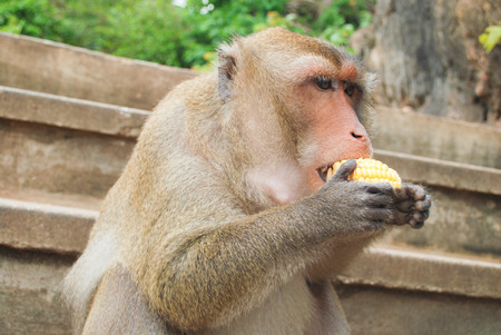 Monkey eating corn