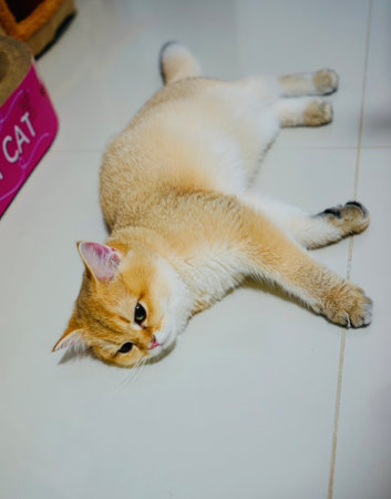 A charming golden cat sprawls across a glossy floor, relaxing comfortably. Its adorable expression and soft fur evoke a sense of peace and joy in any cozy setting.の写真素材