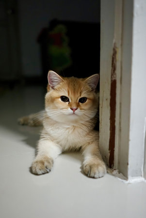 A serene domestic cat lies comfortably in a cozy indoor space, showcasing its soft fur and bright eyes. This adorable feline embodies relaxation and charm.の写真素材