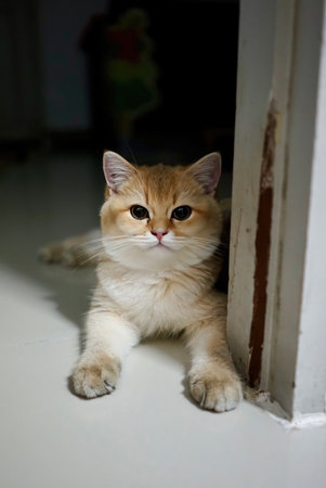A charming fluffy cat relaxes by a door, capturing a delightful moment with its expressive gaze. This image is perfect for showcasing pet love and companionship themes.の写真素材