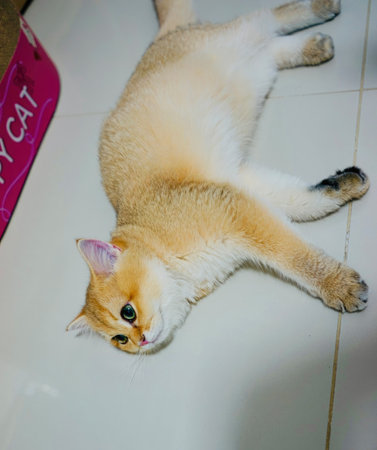 A charming fluffy cat sprawled on a glossy white floor, displaying its striking golden fur and captivating eyes in a cozy home setting, radiating warmth and tranquility.の写真素材