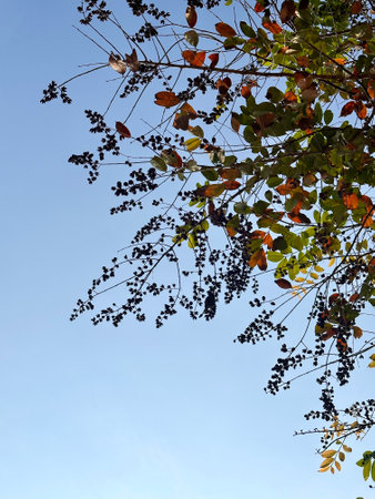 Leaves and branches of a tree with blue sky in the backgroundの写真素材