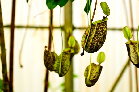 Nepenthes x hookerianaの写真素材
