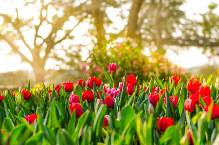 red tulipの写真素材