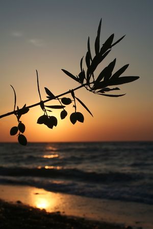 An olive branch silhouette at sunset の写真素材