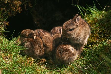 Group of baby bunnies sleeping after a hard day の写真素材