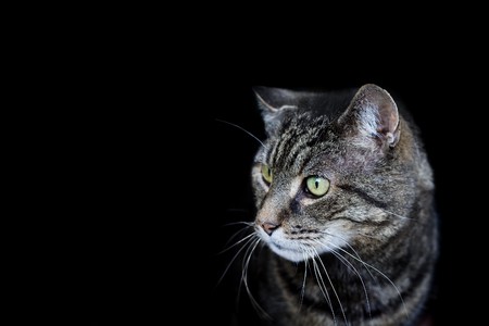 Cat head on a black background の写真素材