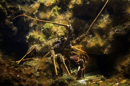 Crayfish (Palinurus vulgaris)の写真素材