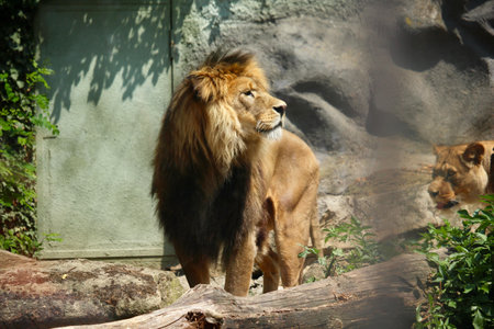 lion in the zooの写真素材