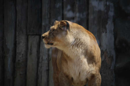 close up of a lionの写真素材