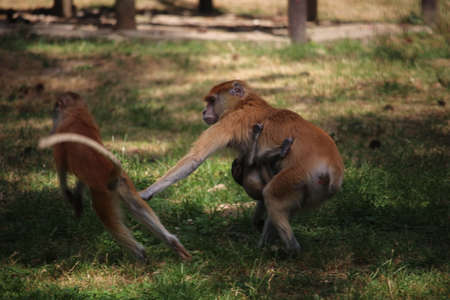 macaque monkey with babyの写真素材