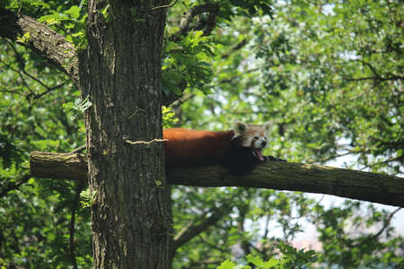 red panda in treeの写真素材