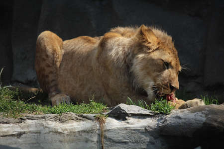 lion in the zooの写真素材