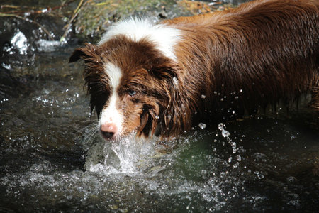 dog in waterの写真素材