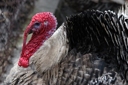Traditional domestic fat turkey at the farm