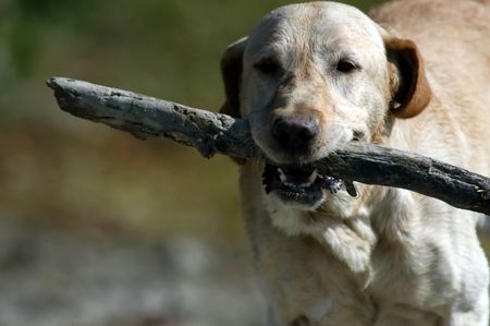 Happy labrador dog with wooden stick                                の写真素材