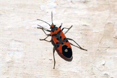 Close-up of a Ladybug isolated on a wallの写真素材