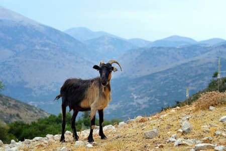 Goat from Kefalonia, usual scene from this Greek islandの写真素材