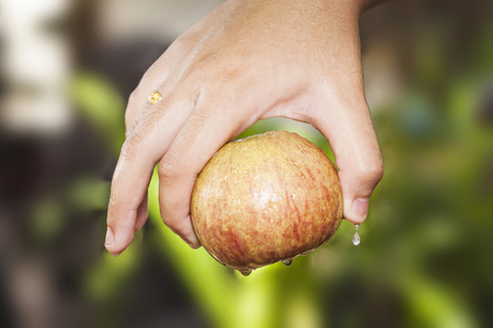 The big yellow apple with water drops in wet  beautiful female handsの写真素材