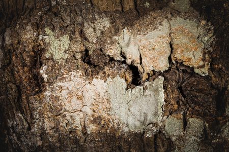 Wooden rough texture wood texture, wooden boards macroの写真素材