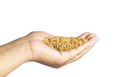 rice isolated in handの写真素材