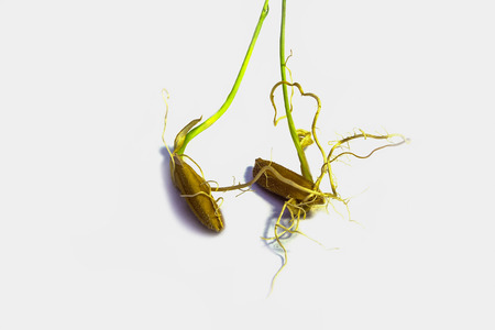 rice plant growth on whiteの写真素材