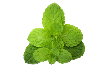 fresh mint leaves isolated on white background. close upの写真素材