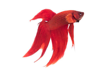 Red-Blue Siamese fighting fish, betta fish isolated on white background with solf focus