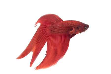 Red-Blue Siamese fighting fish, betta fish isolated on white background with solf focusの写真素材