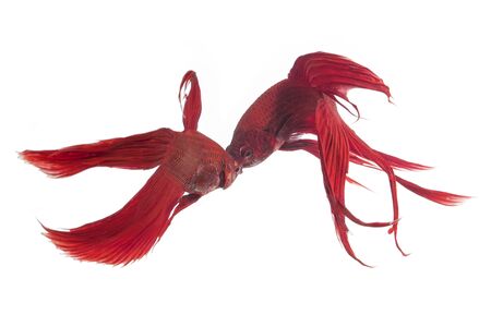 Red-Blue Siamese fighting fish, betta fish isolated on white background with solf focusの写真素材