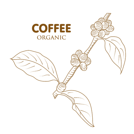 Coffee tree . Engraved style illustration. Vintage coffee frame. isolated on whiteのイラスト素材