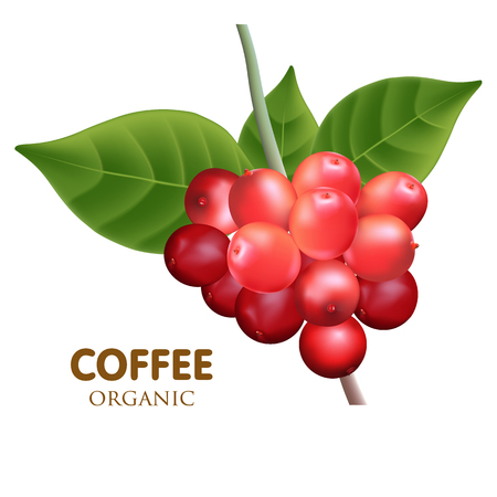 Red ripe coffee beans with leaf isolated on white background.のイラスト素材