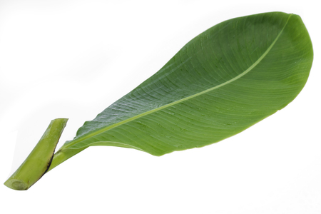 Green banana leaf isolated on whiteの写真素材